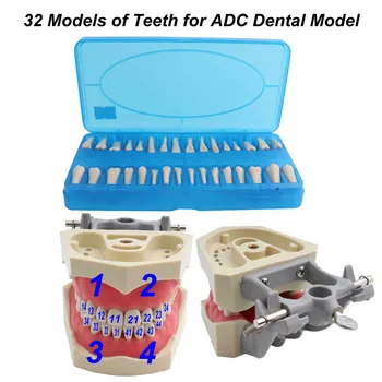 Diş Modeli ADC Akredite Diş Modeli Diş model beyin Gösteri Diş Modeli Çıkarılabilir 32 adet Diş Mevcut